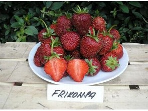Jahody - sazenice - odrůda FRIKONSA