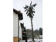 Kácení stromů ()