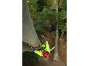 Arboristika ()