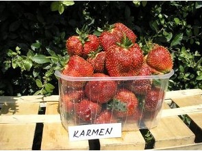 Jahody - sazenice - odrůda KARMEN