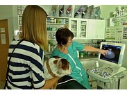 Veterinární pohotovost ()