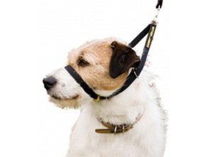 Canny Collar výcvikový obojek - černý - velikost 1