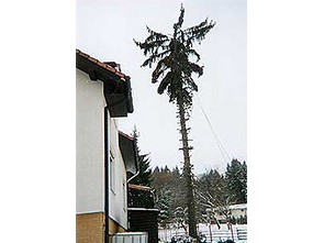 Kácení stromů