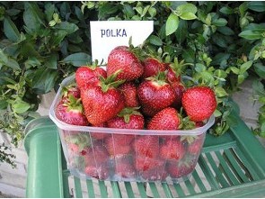 Jahody - sazenice - odrůda POLKA