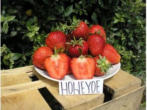 Jahody - sazenice - odrůda HONEOYE