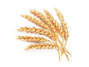 Pšenice ozimá