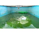 CRYSTALPOOL s.r.o. - čištění a údržba bazénů