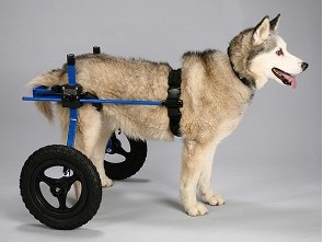 Invalidní vozík pro psy
