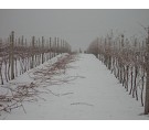 Zimní udržba vinic