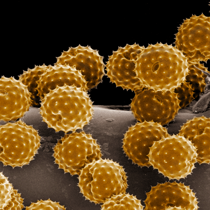 Pylová zrna. Změna klimatu ovlivňuje pylovou sezónu a tím i kvalitu života milionů alergiků.