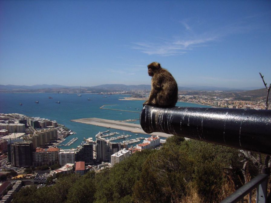 Opičák na Gibraltaru