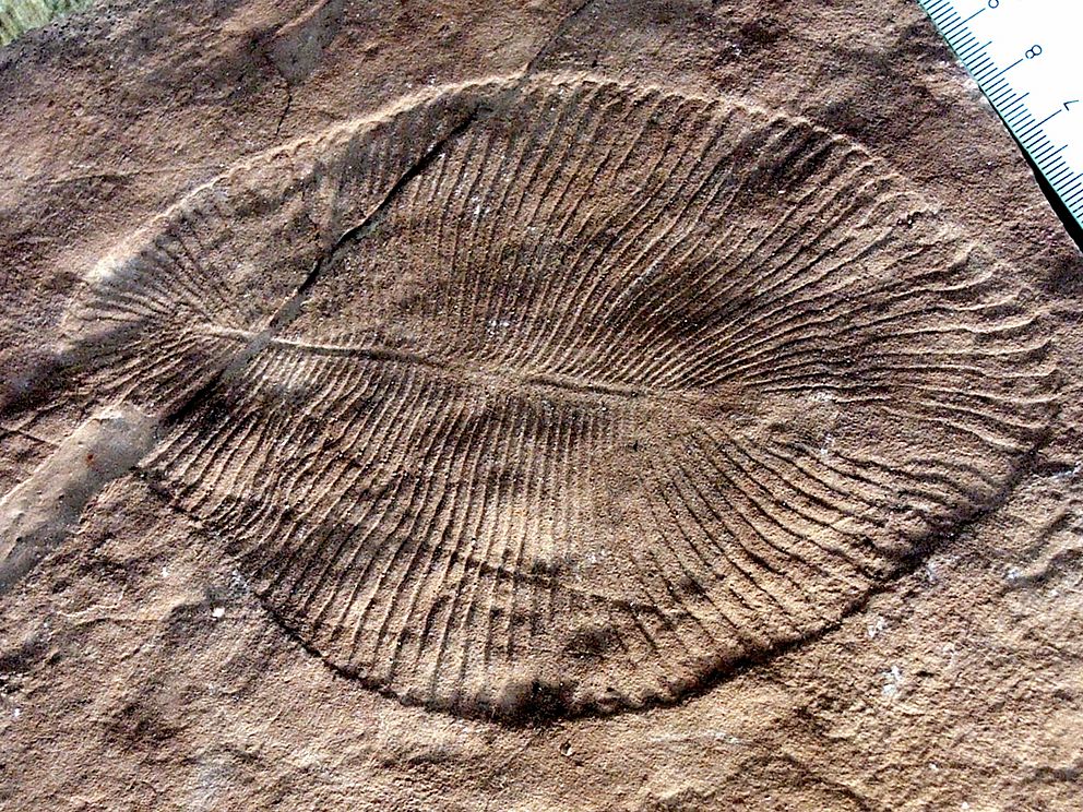 Co absolutní rande používalo k odhadu, jak stará fosilie je